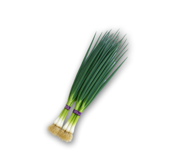 Cobra F1 | Vilmorin-Mikado USA vegetable seeds